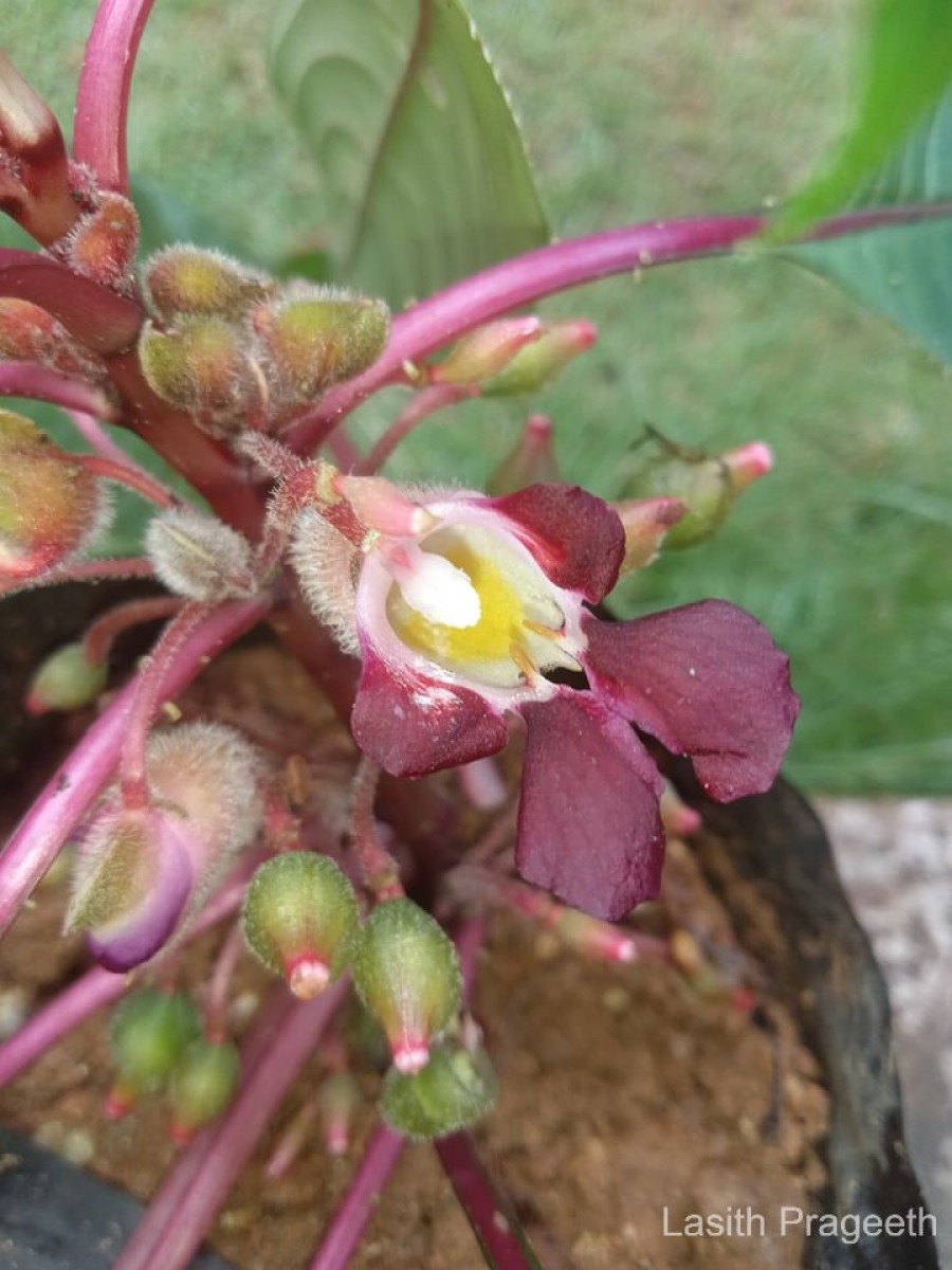 Impatiens taprobanica Hiern